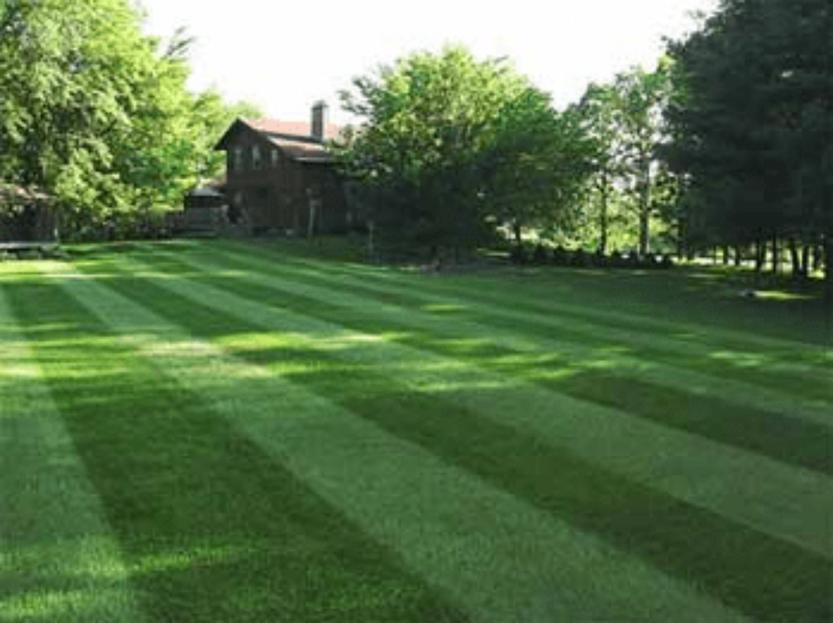 Saving money with lawn care Nice Precise Lawn Care Services