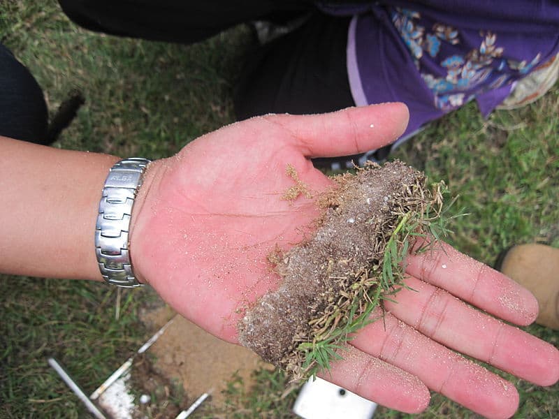 understanding lawn thatch