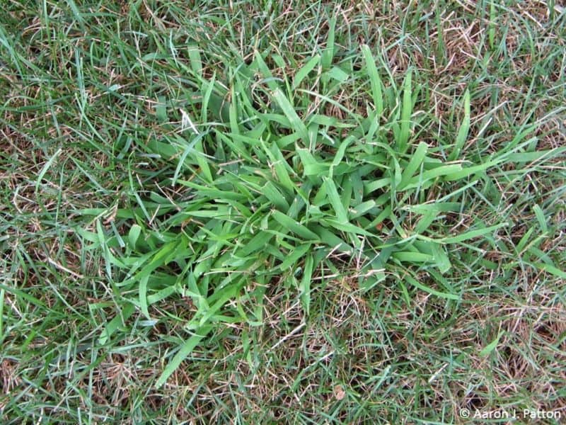 Crabgrass Pre Emergent And How To Control Crabgrass