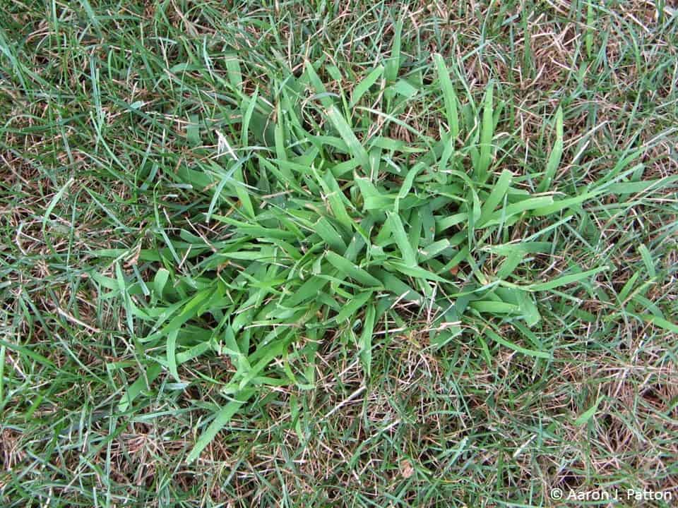 Lawn without a Crabgrass Pre-Emergent