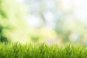 Lawn Care Fundamentals 