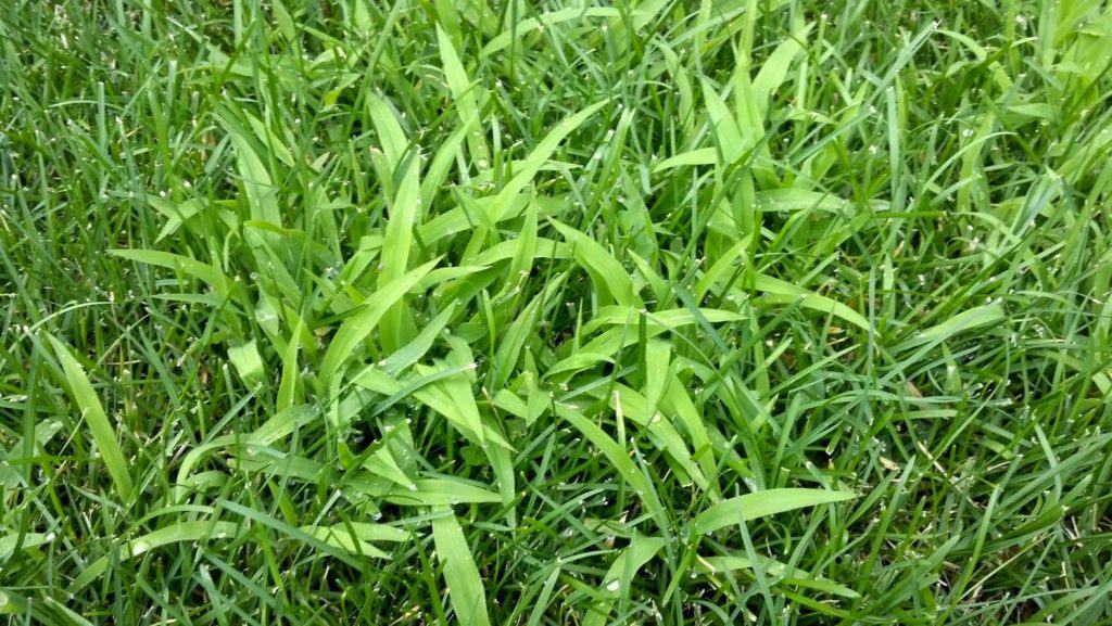 Crabgrass Pre-Emergent